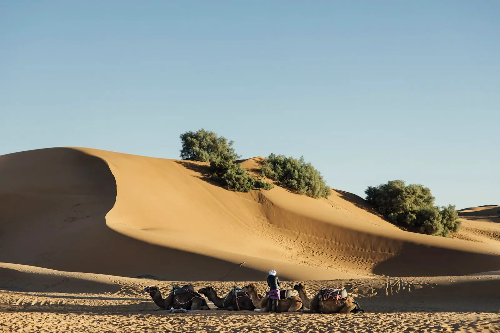 Dromadaires au pied d’une grande dune de sable